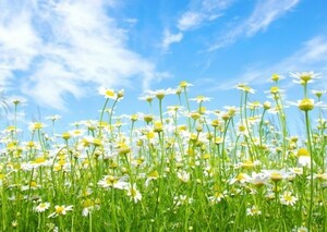  camomile . blue empty flower field flower garden picture manner wallpaper poster extra-large A1 version 830×585mm is ... seal type 011A1