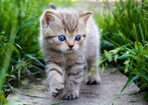 Art hand Auction 青い目の子猫の散歩 ペット ネコ かわいい キャット 絵画風 壁紙ポスター A2版 594×420mm はがせるシール式 004A2, 印刷物, ポスター, その他