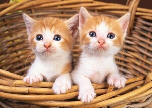 ヤフオク ねこ かご アンティーク コレクション の中古品 新品 未使用品一覧 ヤフオク ねこ かご アンティーク コレクション の中古品 新品 未使用品一覧