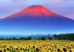 赤富士 朝焼けの富士山と向日葵畑 ひまわり 絵画風 壁紙ポスター 特大A1版830×585mm（はがせるシール式）033A1