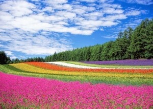 花畑 ラベンダー ポピー 小町草 富良野 北海道 絵画風 壁紙ポスター 特大A1版 830×585mm（はがせるシール式）001A1