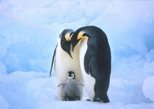 ペンギンの家族 コウテイペンギン 南極大陸 鳥 絵画風 壁紙ポスター 特大A1版 830×585mm（はがせるシール式）002A1