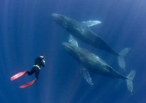  diving whale diver picture manner wallpaper poster extra-large A1 version 830×585mm( is ... seal type )005A1