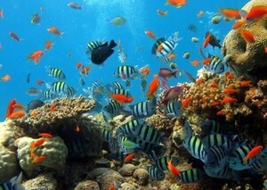  diving coral . tropical fish deep sea sea picture manner wallpaper poster extra-large A1 version 830×585mm( is ... seal type )007A1