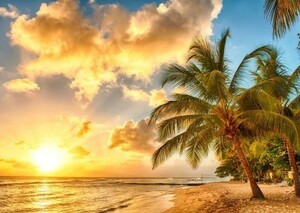  beach ... burning cocos nucifera. tree do Minica picture manner wallpaper poster A2 version 594×420mm( is ... seal type )027A2