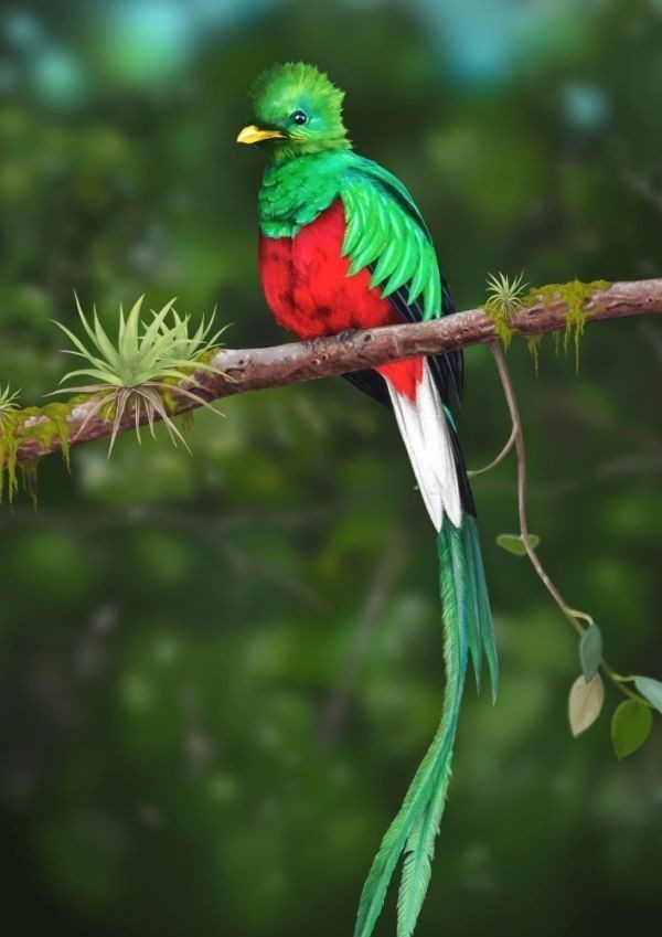 Quetzal, der schönste Vogel der Welt, geheimnisvoller Vogel, Costa Rica-Vogelmalerei-Stil, Tapetenposter, extragroß, A1-Version, 585 x 830 mm (abziehbarer Aufklebertyp), 002A1, Drucksache, Poster, Andere