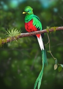 Art hand Auction Quetzal, the most beautiful bird in the world, a mythical bird, Costa Rica, bird, painting style, wallpaper poster, extra large A1 size, 585 x 830 mm (peelable sticker type) 002A1, Printed materials, Poster, others