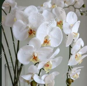 6 шт. комплект *. бабочка орхидея *kochou Ran ** искусственный цветок * белый * длина примерно 79cm