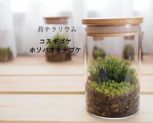 苔テラリウム　コスギゴケ・ホソバオキナゴケ