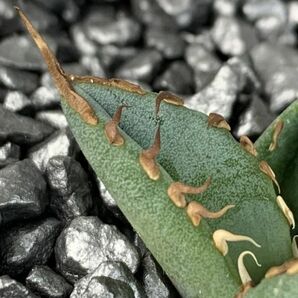 【F4899】【超希少 チタノタ】 アガベ チタノタ 『 阿修羅 』 Agave titanota ' ASHURA 'の画像4