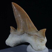 サメの歯の化石 6.7g サイズ約30mm×30mm×11mm モロッコ産 DTS214 化石 パワーストーン 鮫 オトダス オブリークス_画像1