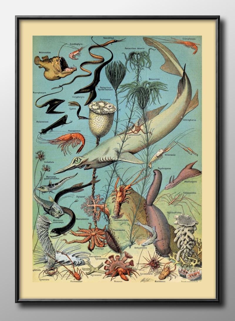 12773 ■免运费！艺术海报绘画 A3 尺寸海洋学海洋生物复古插画设计斯堪的纳维亚哑光纸, 住宅, 内部的, 其他的