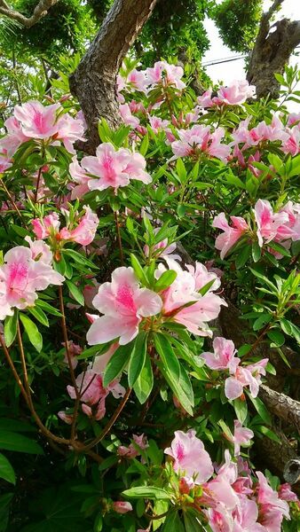 ヒラドツツジ　挿し木挿し穂8本