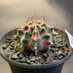 J164 同梱可 ギムノカリキウム Gymnocalycium pink diamond カキコ白根 多肉植物 サボテンの画像3