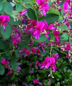 ハギ　Lespedeza 大株 苗　植木　萩　茶花　風にそよぐ枝垂花