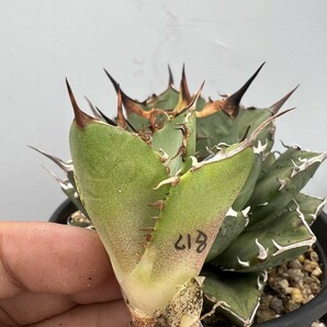 C18 激レア高級品種 アガベ チタノタ ウルヴァリン agave 金剛狼 陽炎狂刺 超希少株 極上子株の画像2