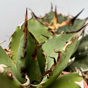 C18 激レア高級品種 アガベ チタノタ ウルヴァリン agave 金剛狼 陽炎狂刺 超希少株 極上子株の画像7