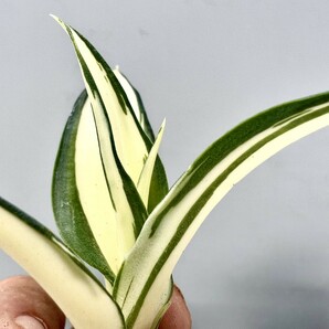 C44 特選 アガベ 多肉植物 テキーラ 波の葉オウムのくちばし‘Agave desmetiana’ 激レア！ 黄中斑 極上株 入株 2株同梱の画像6