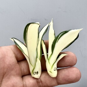 C44 特選 アガベ 多肉植物 テキーラ 波の葉オウムのくちばし‘Agave desmetiana’ 激レア！ 黄中斑 極上株 入株 2株同梱の画像2