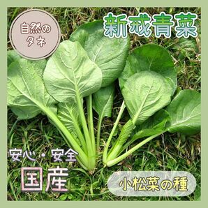 【国内育成・採取】新戒青菜(しんかいあおな) 家庭菜園 種 野菜 小松菜
