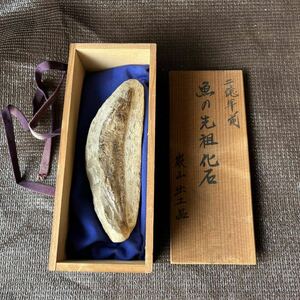 2億年前 魚の先祖化石 厳山出土品 オブジェ コレクション 経年保管品　化石　魚　全長15.5㎝ コレクター放出品