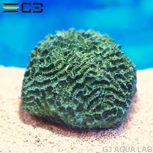 zen acid ZEST копия коралл S-7
