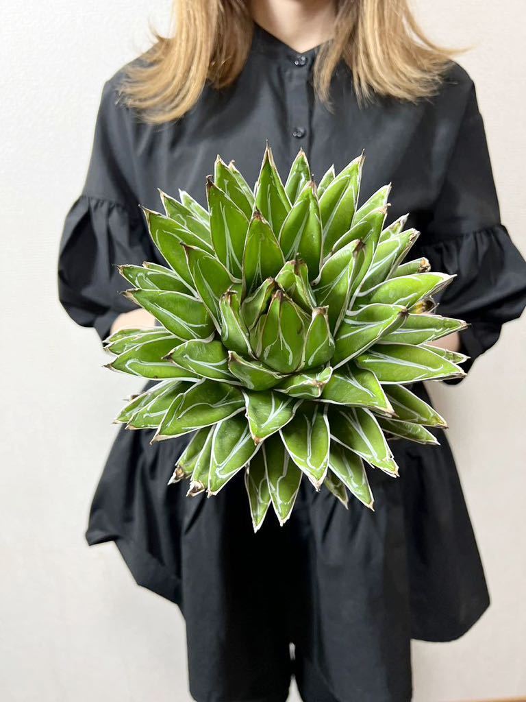 B72. 大株 ▽Agave Victoria regina▽ アガベ ヴィクトリア レジーナ