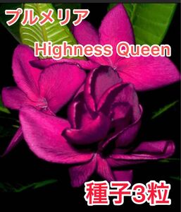 プルメリア　Highness Queen 種子３粒