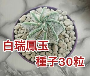白瑞鳳玉　種子30粒