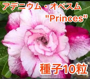 アデニウム・オベスム "Princes" 種子10粒
