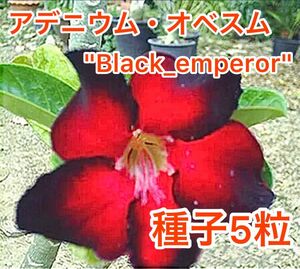 アデニウム・オベスム　"Black_emperor" 種子5粒
