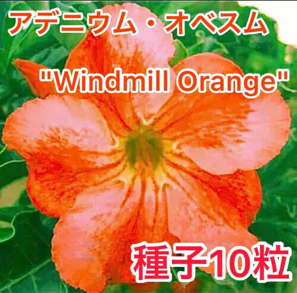 アデニウム・オベスム "Windmill Orange" 種子10粒