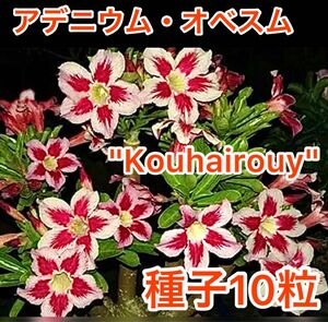 アデニウム・オベスム　"Kouhairouy" 種子10粒