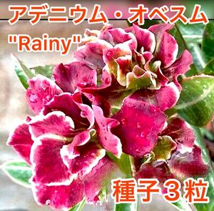 アデニウム・オベスム　"Rainy" 種子３粒