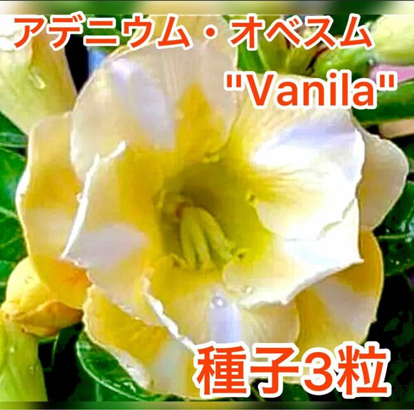 アデニウム・オベスム　"Vanila" 種子3粒