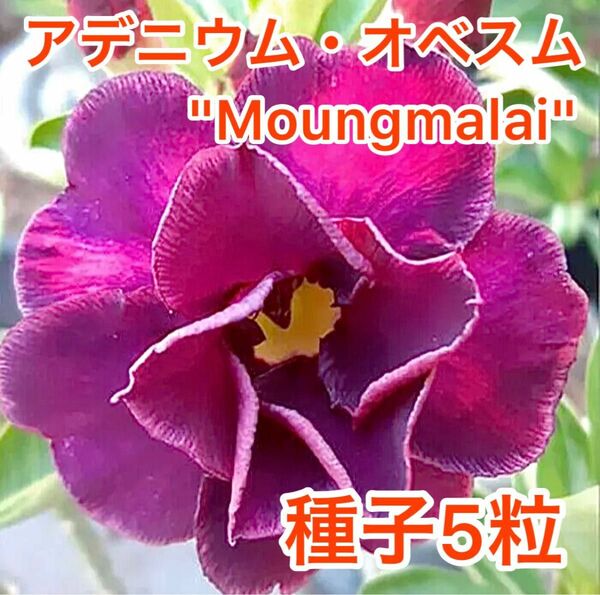 アデニウム・オベスム　Moungmalai 種子5粒