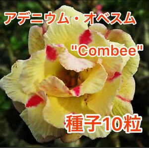 アデニウム・オベスム　Combee 種子10粒