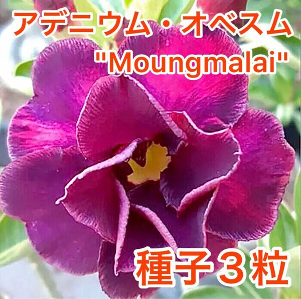 アデニウム・オベスム　Moungmalai 種子３粒