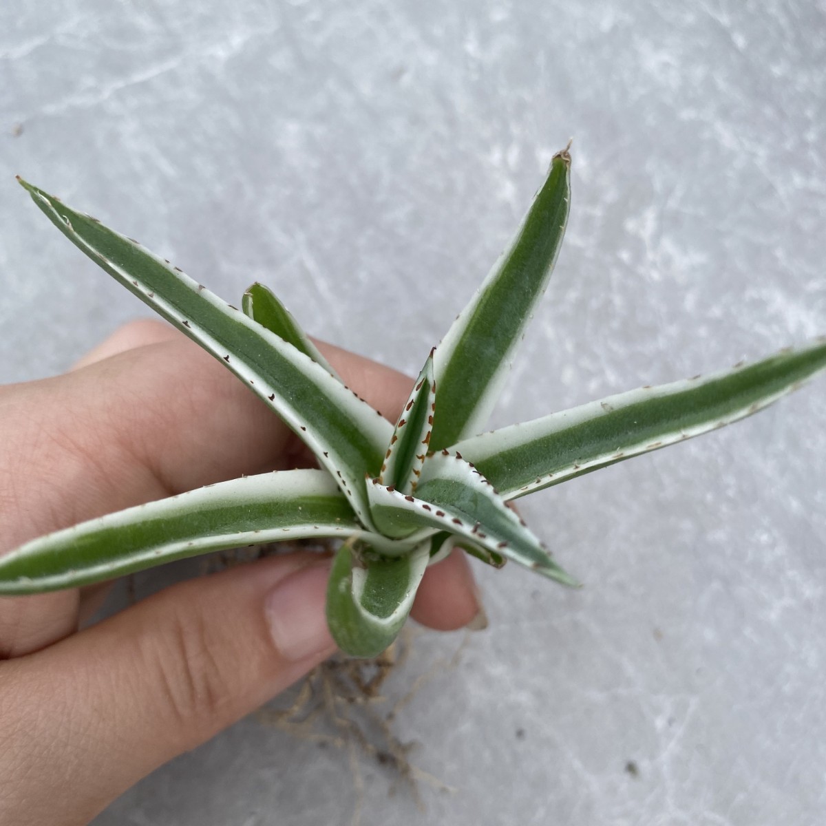 販売売り出し Agave アガベ チタノタ USA産現地球 白鯨 レッドキャット