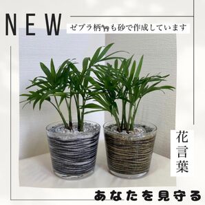 ゼブラ柄カラーサンド 器のみ