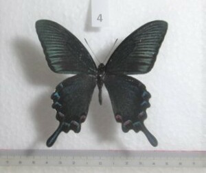 蝶標本　カラスアゲハ　春型　④　本年度採集品　東京都八王子市産　1♂