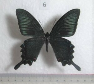 蝶標本　カラスアゲハ　春型　⑥　'23 採集品　東京都八王子市産　1♂