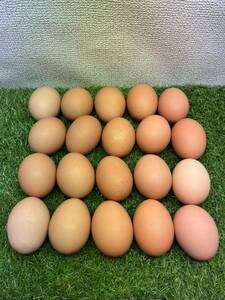 ♪156 【食用】高級 赤たまご 純国産 もみじ 有精卵 20個セット ニワトリ 卵 家畜 鶏 卵かけご飯 食料危機 平飼い