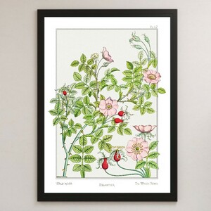  rose rose wild rose plant illustration art lustre poster A3 bar Cafe Classic interior illustrated reference book botanikaru gardening flower flower 