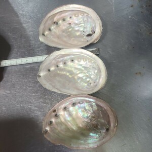 アワビ 貝殻 ３点　 あわびの美しい輝き 約12ｃｍ