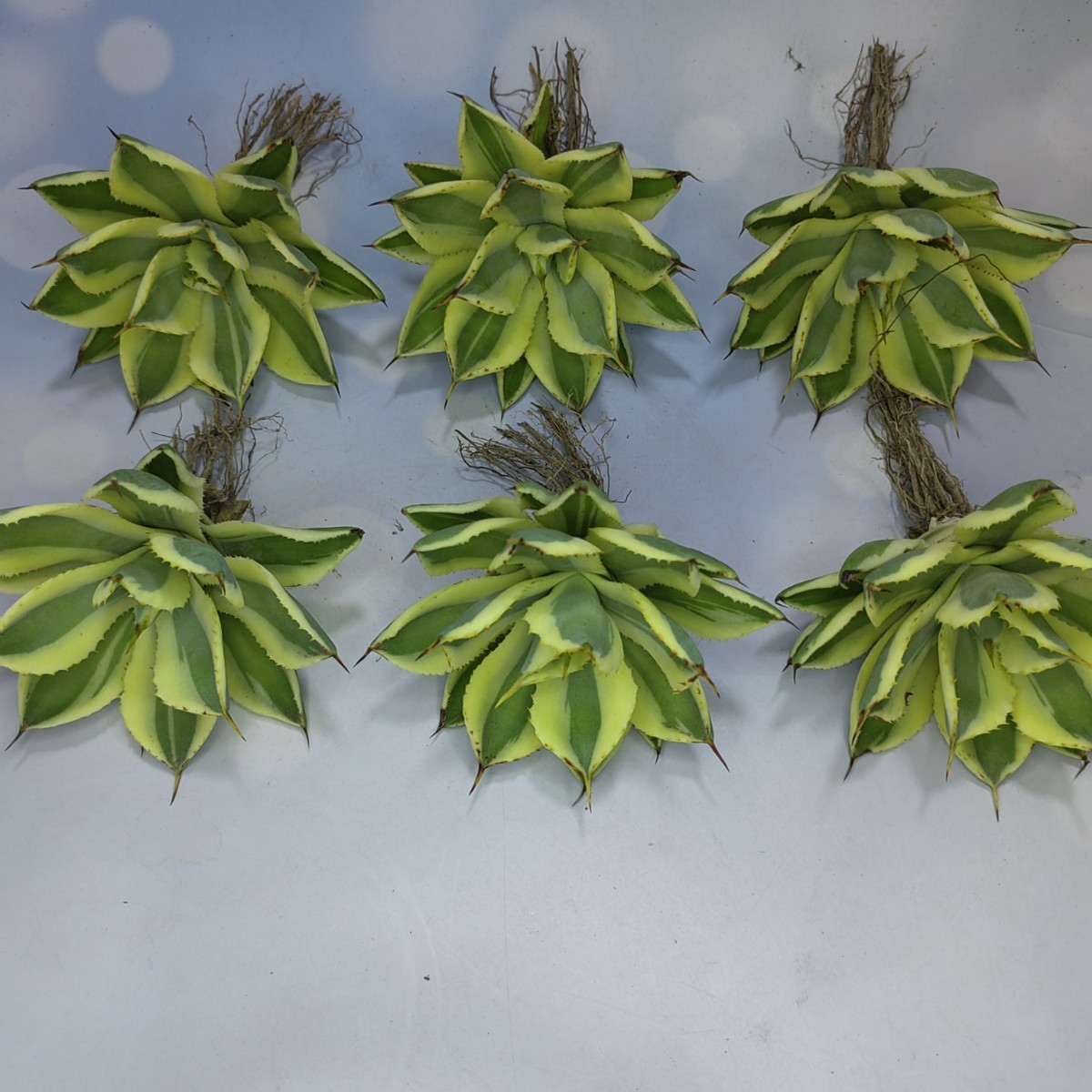 S-65 多肉植物 アガベ agave チタノタ 覆輪斑 砂漠のダイヤモンド 6株