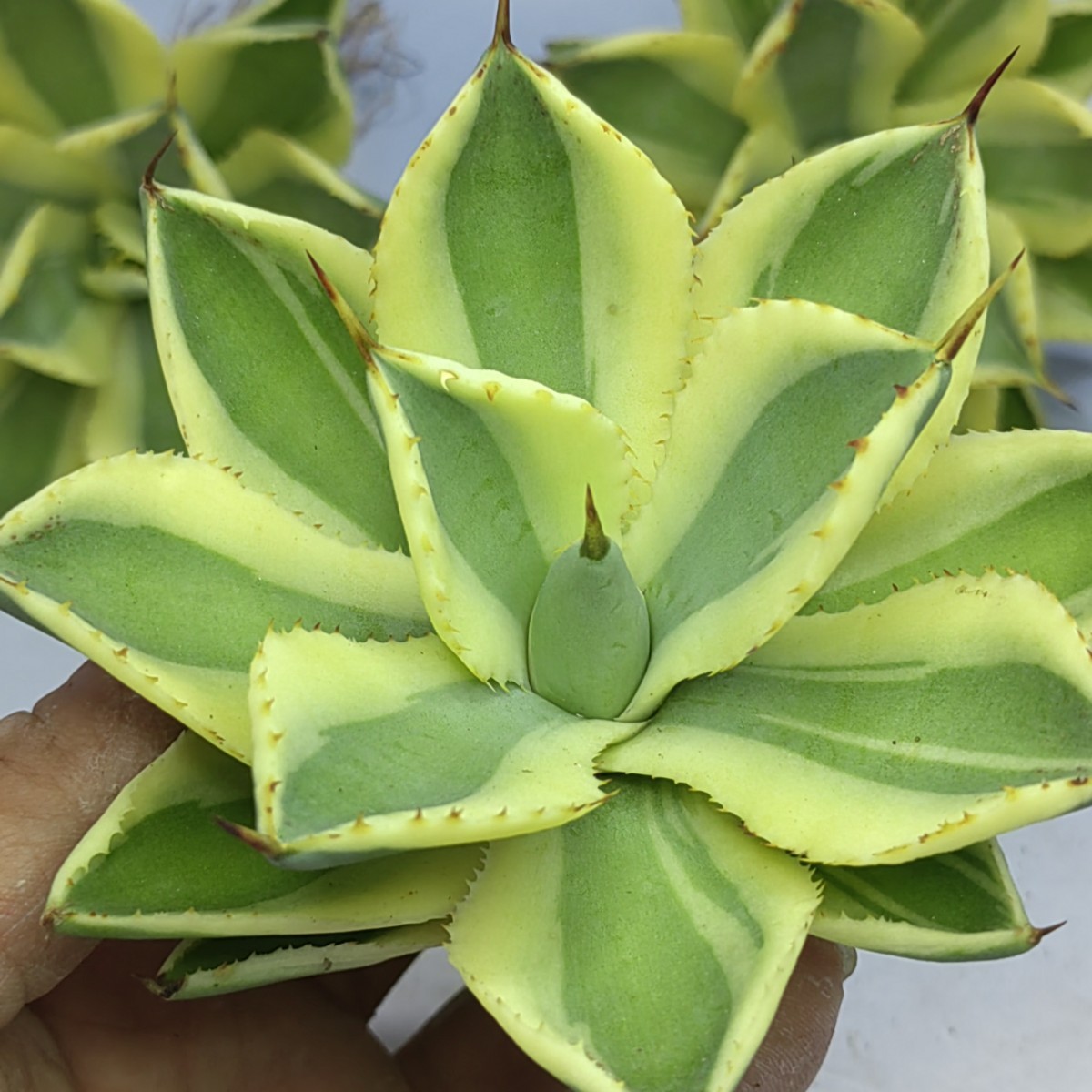 S-65 多肉植物 アガベ agave チタノタ 覆輪斑 砂漠のダイヤモンド 6株