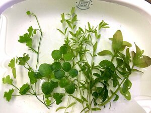 * free shipping! less pesticide water plants 4 kind set H Australia n clover * pearl-grass * water bakopa* Amazon frog pito