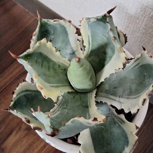 アガベ 王妃甲蟹錦　agave　鉢もおしゃれです。鉢込み高さ１７センチ横１２センチ送料込み　多肉 サボテン 塊根　観葉植物　