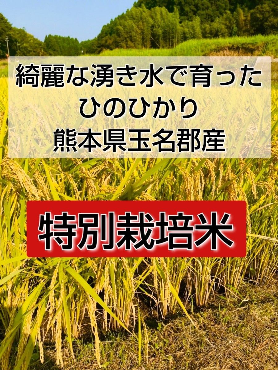 熊本県産　令和4年新米100%　発芽玄米　6kg ヒノヒカリ　れんげ